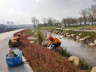 【国艺园林】2020年1月13日茅洲河碧道试点段建设项目(宝安段)示范段Ⅳ标段绿化工程