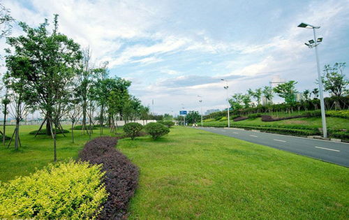 道路绿化种植设计的7大要点