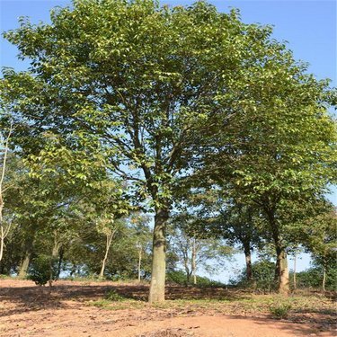 10公分女贞树价格解析及其在木工工程建设中的应用